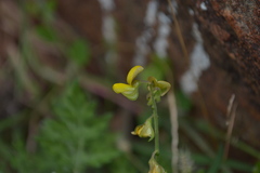 Crotalaria globosa